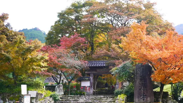 秋の栗スィーツとコスモスの旅(丹波地区)紅葉スポットも追加