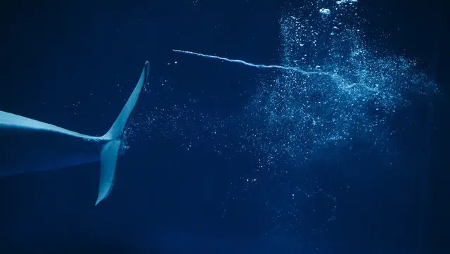 しまね海洋館アクアス