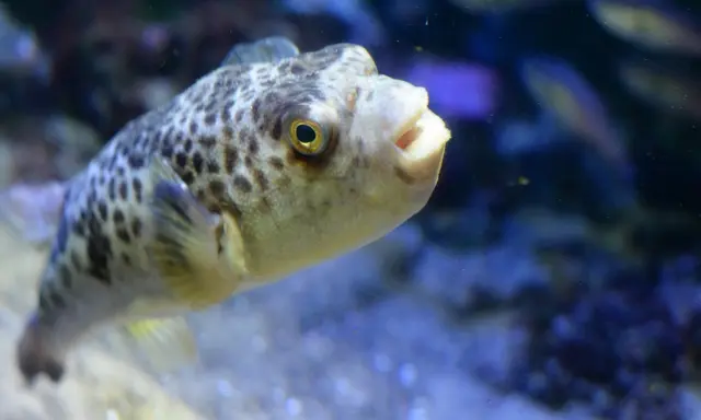 しまね海洋館アクアス