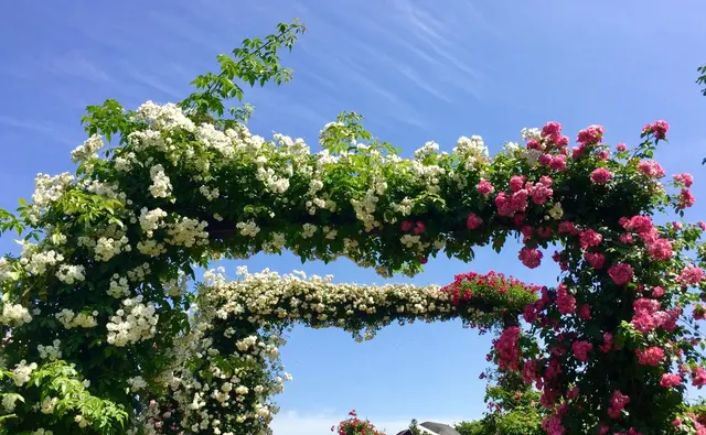 京成バラ園