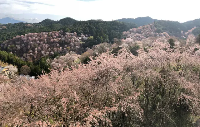 景勝の宿 芳雲館