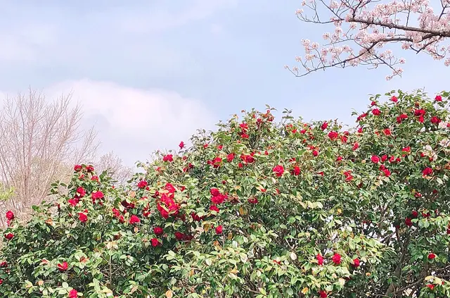 伊豆高原桜並木