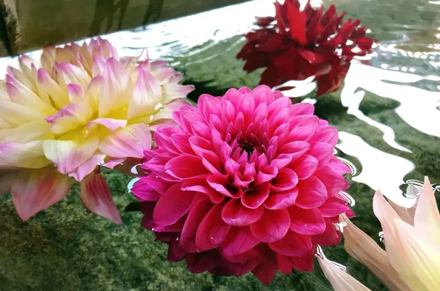 龍蓋寺（岡寺）