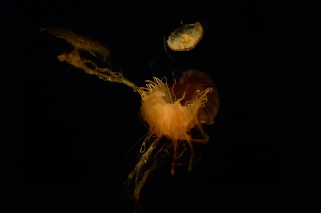 しまね海洋館アクアス