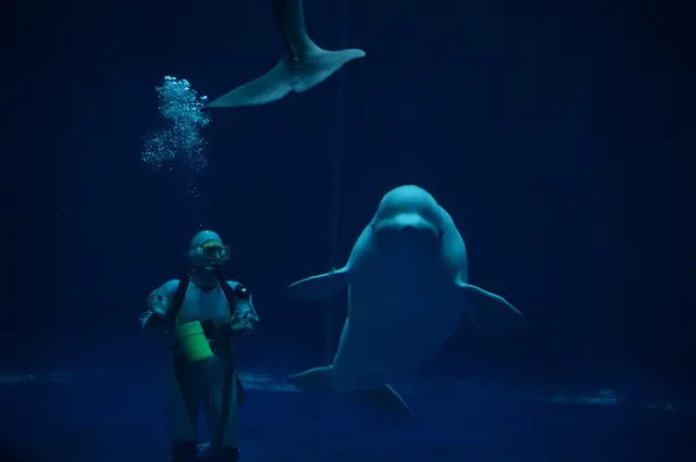 しまね海洋館アクアス