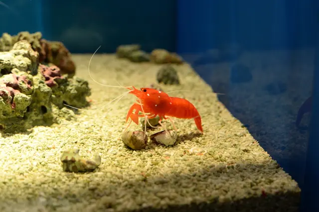 しまね海洋館アクアス