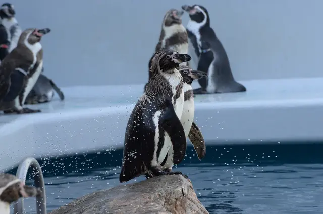 しまね海洋館アクアス