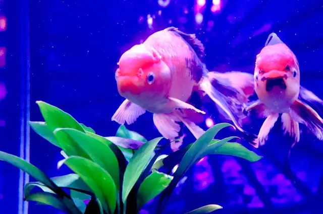 【閉業】アートアクアリウム