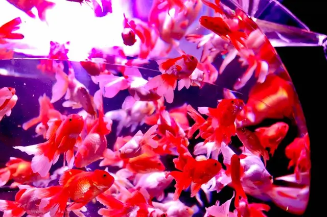 【閉業】アートアクアリウム