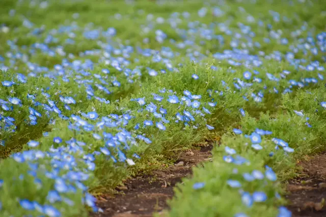 国営昭和記念公園