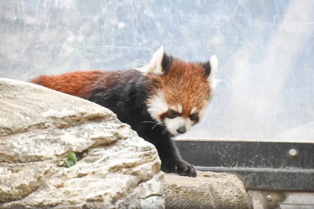 よこはま動物園ズーラシア