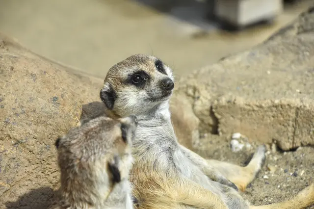 よこはま動物園ズーラシア