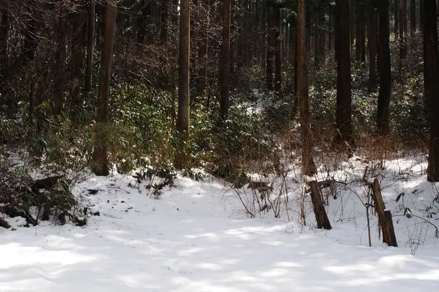 箱根神社