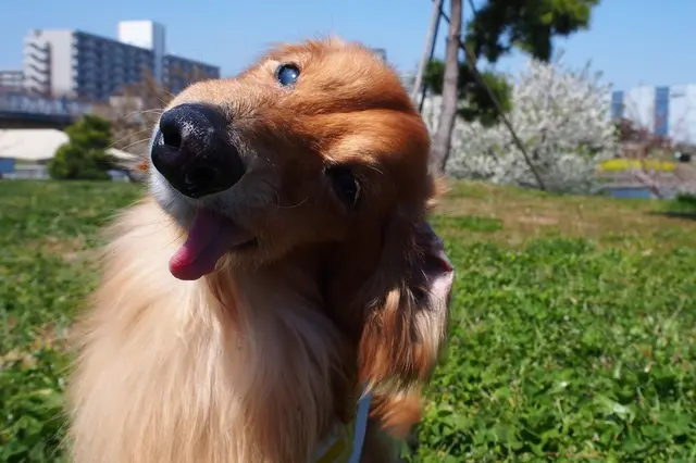 大森海苔のふるさと館