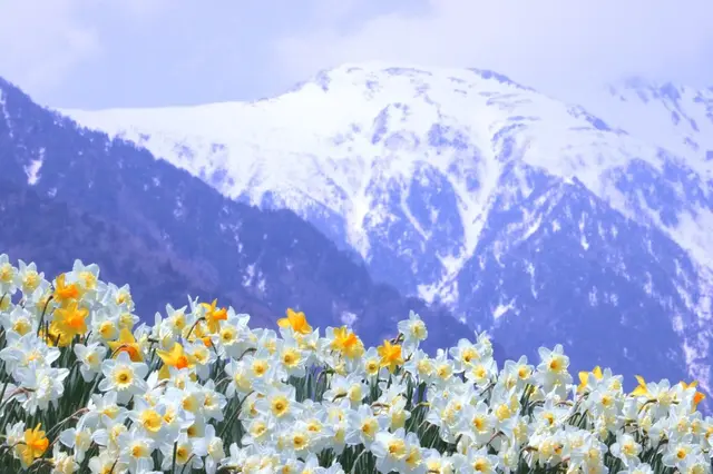 光前寺前のスイセン