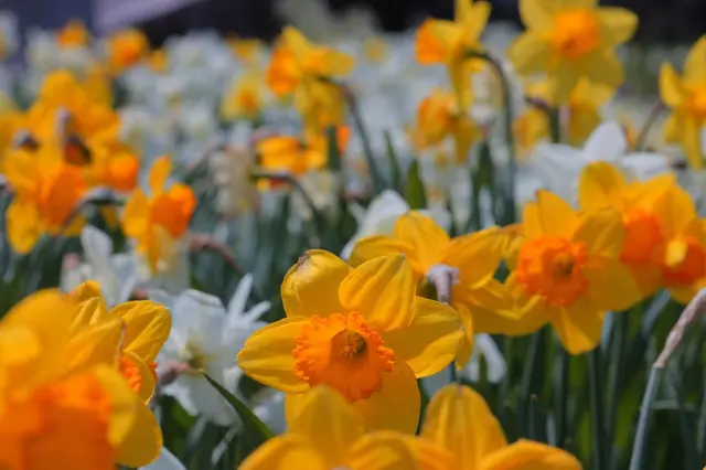 光前寺前のスイセン