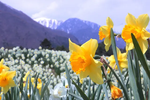 光前寺前のスイセン
