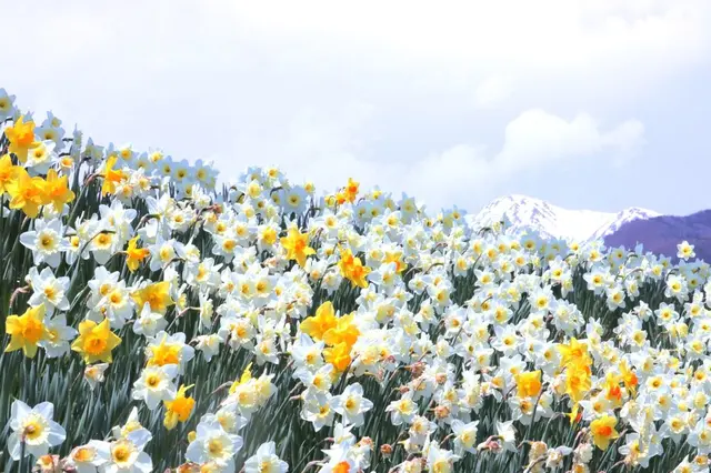 光前寺前のスイセン