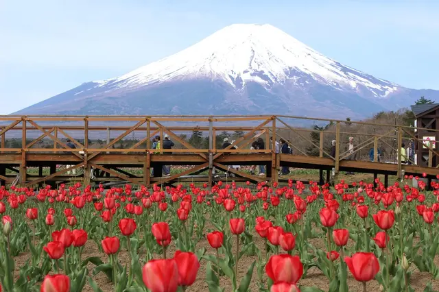 山中湖花の都公園