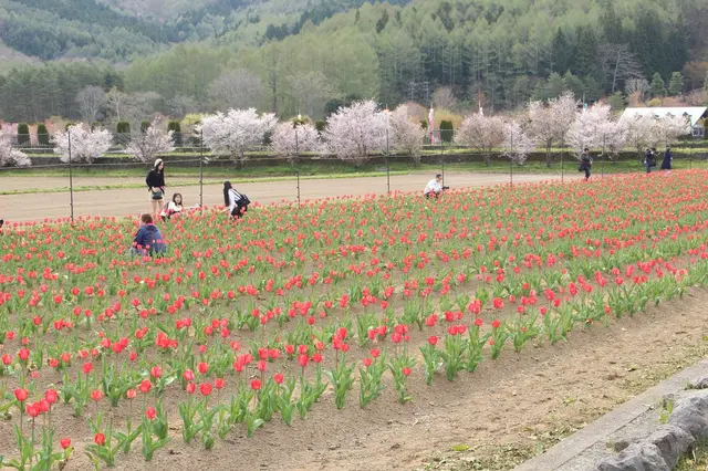 山中湖花の都公園