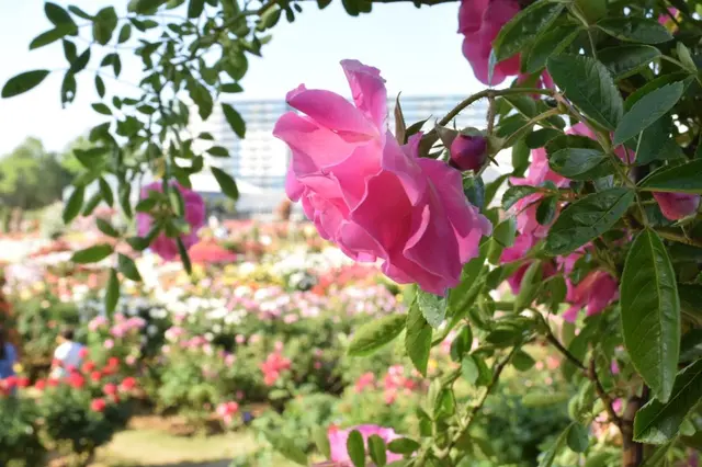 京成バラ園