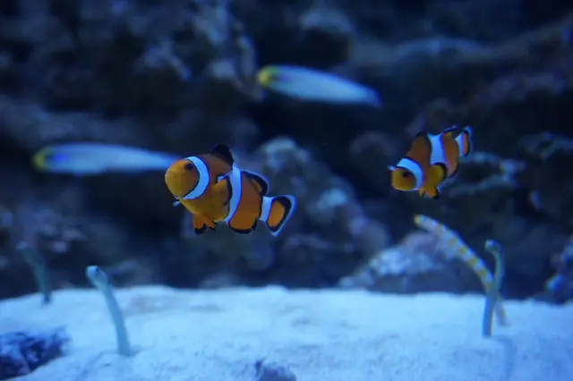 マクセル アクアパーク品川