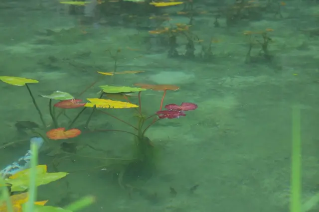 モネの池（名もなき池）