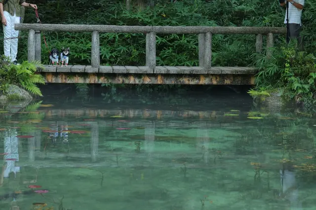 モネの池（名もなき池）