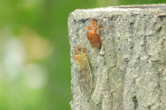 モネの池（名もなき池）