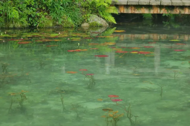 モネの池（名もなき池）