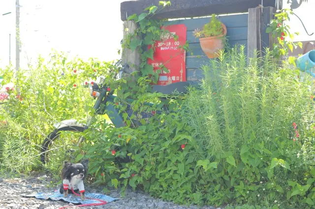 メイフェアアーマーカフェ