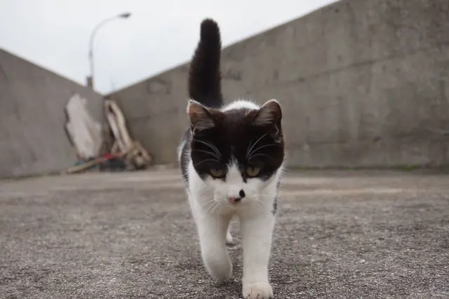 佐柳島