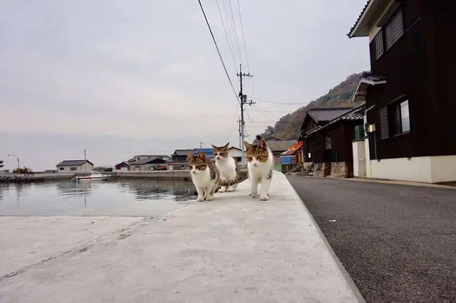 佐柳島