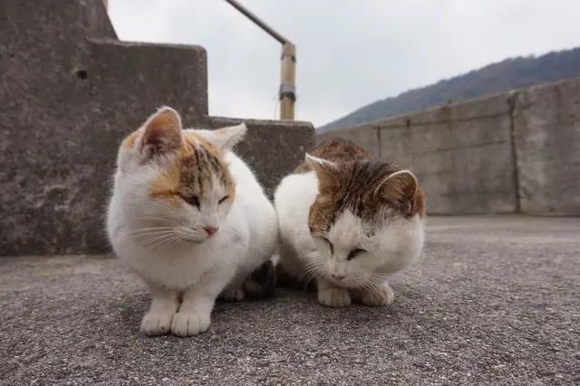佐柳島