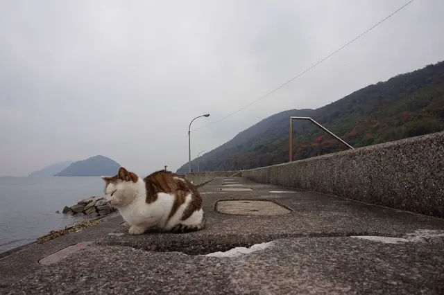 佐柳島