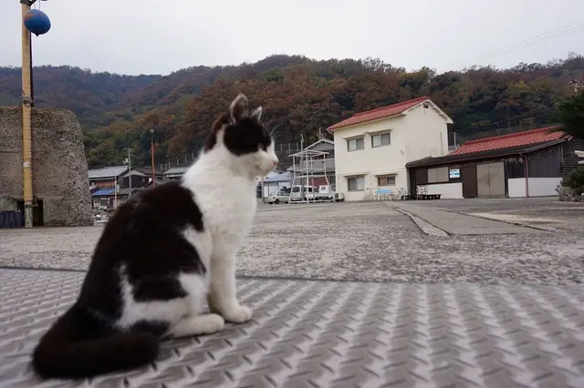 佐柳島