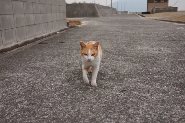 佐柳島