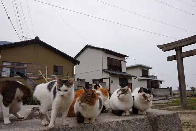佐柳島