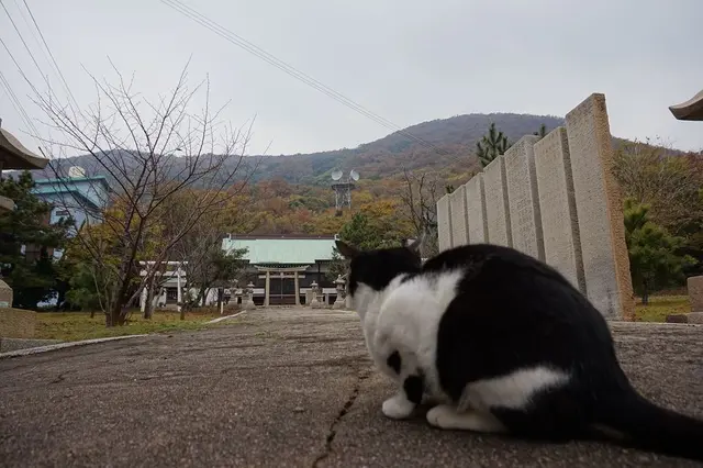 佐柳島