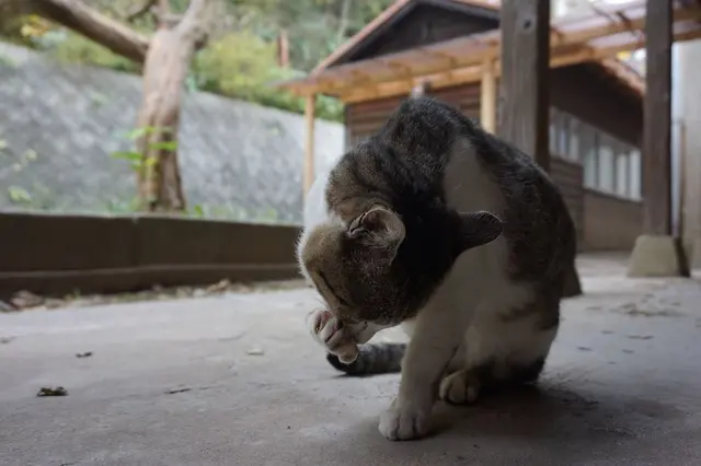 ネコノシマホステル