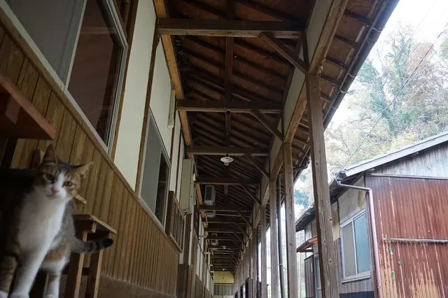 ネコノシマホステル