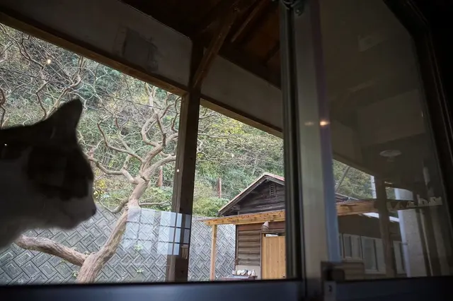 ネコノシマホステル