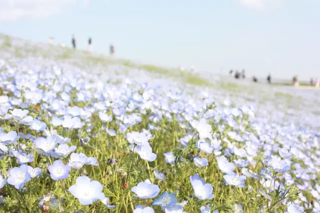 国営ひたち海浜公園