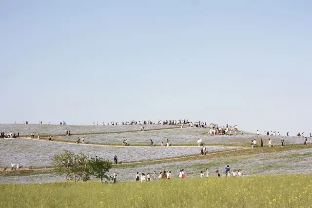 国営ひたち海浜公園