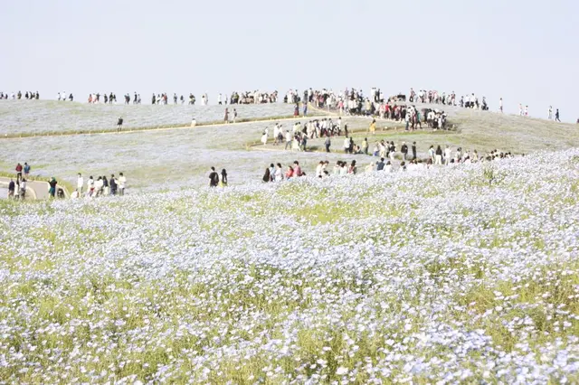 国営ひたち海浜公園