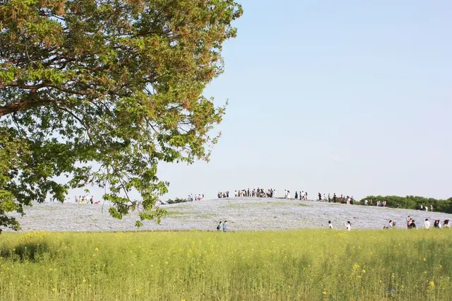 国営ひたち海浜公園