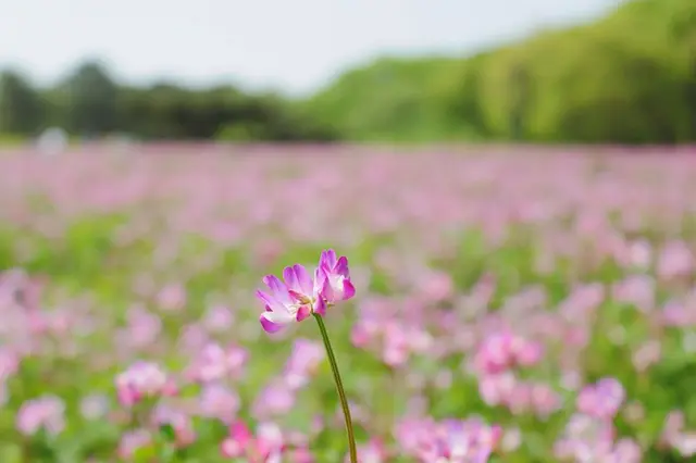 国営ひたち海浜公園