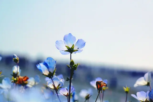 国営ひたち海浜公園