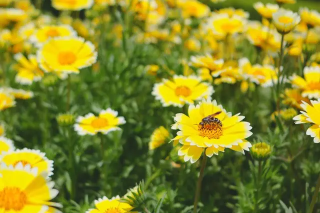 国営ひたち海浜公園