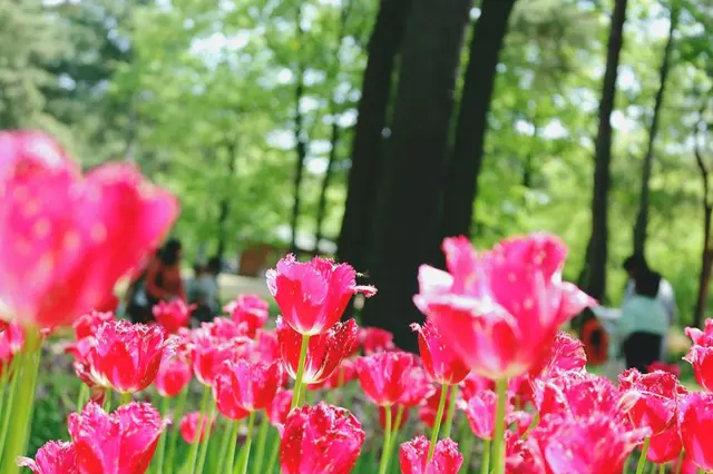国営ひたち海浜公園